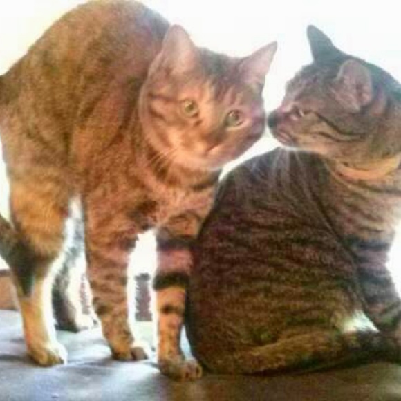 Meet your Posher, Jeanne - Picture 4 of 7